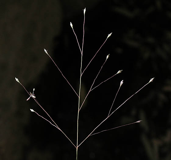 Detailed Picture 2 of Muhlenbergia asperifolia