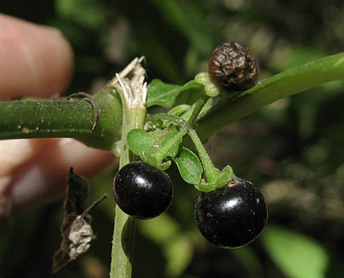 Detailed Picture 7 of Solanum americanum