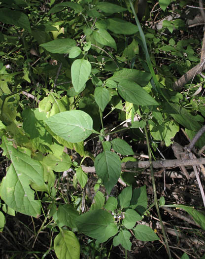 Detailed Picture 6 of Solanum americanum