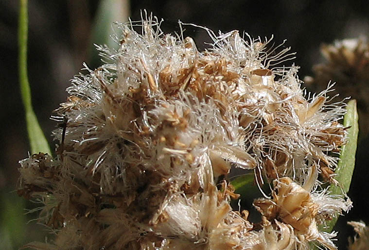 Detailed Picture 5 of Baccharis salicifolia ssp. salicifolia
