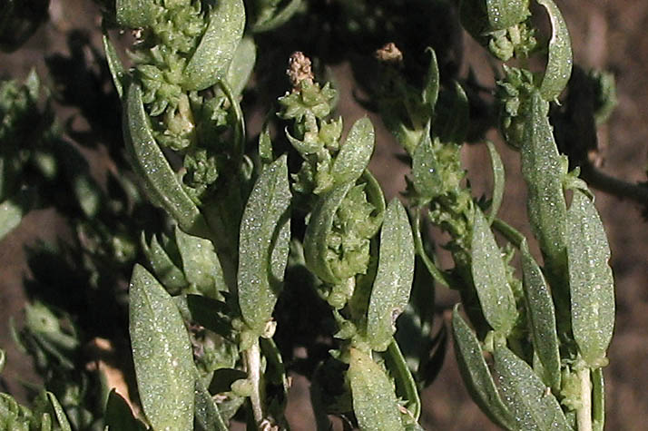 Detailed Picture 5 of Atriplex serenana