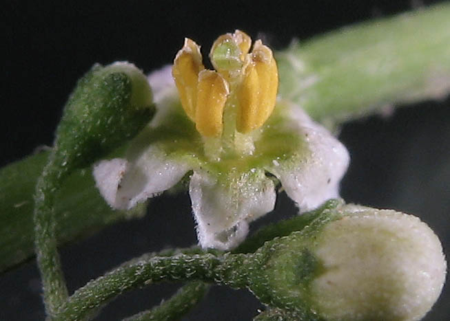 Detailed Picture 3 of Solanum americanum