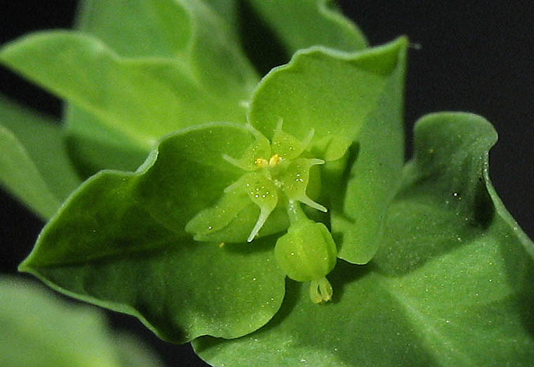 Detailed Picture 1 of Euphorbia peplus