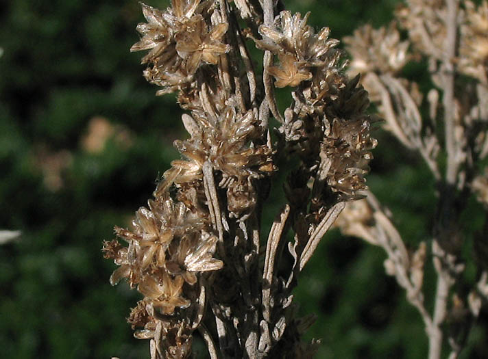 Detailed Picture 6 of Artemisia tridentata ssp. parishii