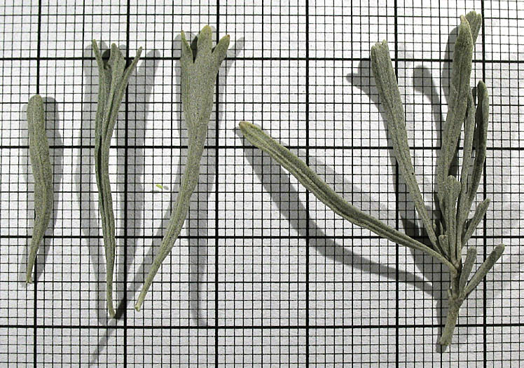 Detailed Picture 9 of Artemisia tridentata ssp. parishii