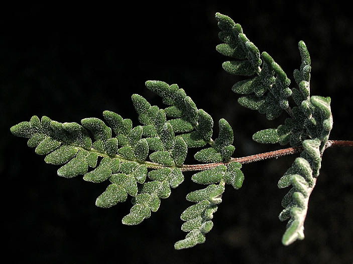 Detailed Picture 1 of Notholaena californica