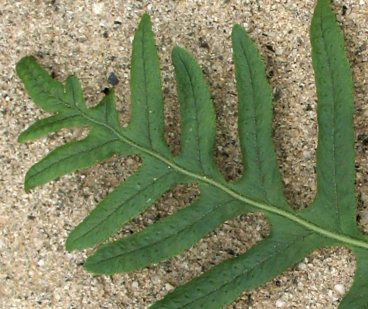 Detailed Picture 4 of Polypodium californicum