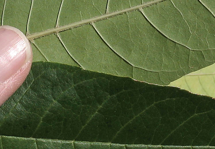 Detailed Picture 8 of Fraxinus uhdei