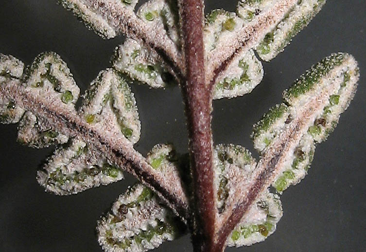 Detailed Picture 5 of Notholaena californica