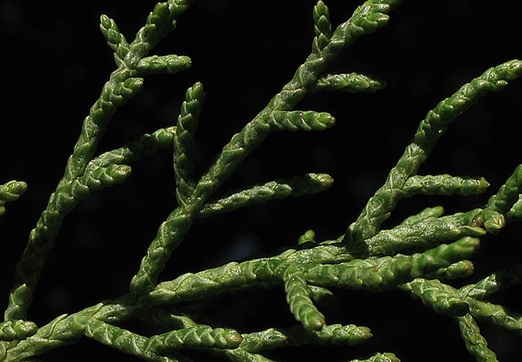 Detailed Picture 7 of Hesperocyparis forbesii