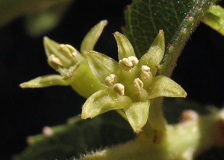 Detailed Picture 2 of Rhamnus ilicifolia