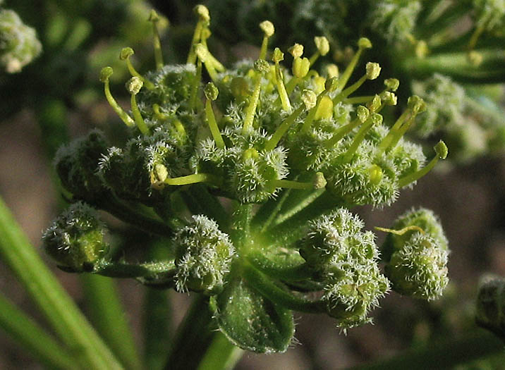Detailed Picture 1 of Lomatium dasycarpum ssp. dasycarpum