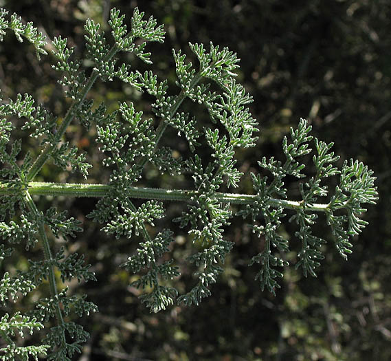 Detailed Picture 6 of Lomatium dasycarpum ssp. dasycarpum