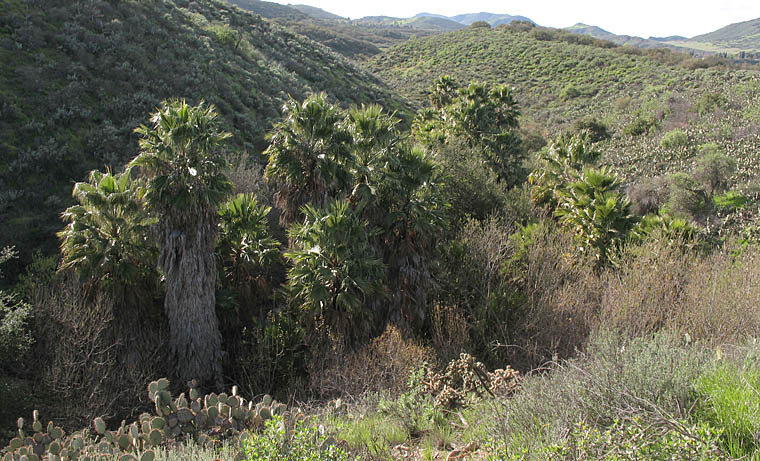Detailed Picture 6 of Washingtonia robusta
