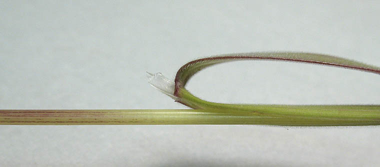 Detailed Picture 5 of Bromus rubens