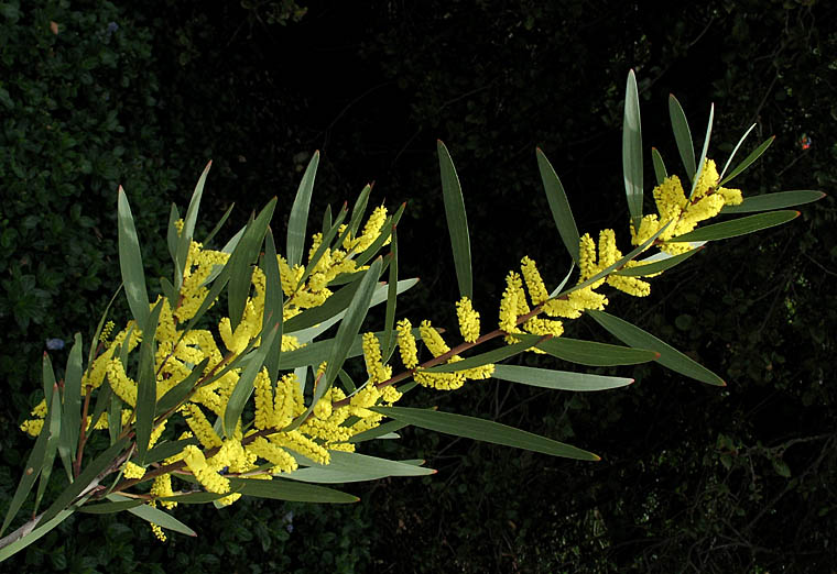 Detailed Picture 2 of Acacia longifolia