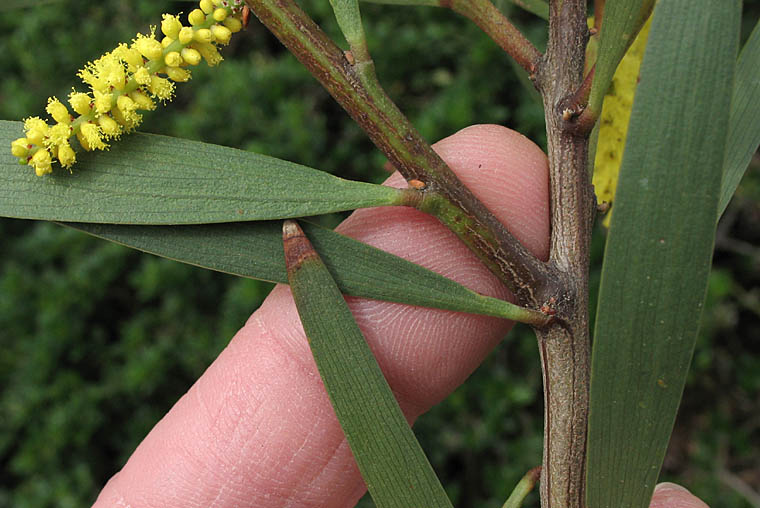 Detailed Picture 5 of Acacia longifolia