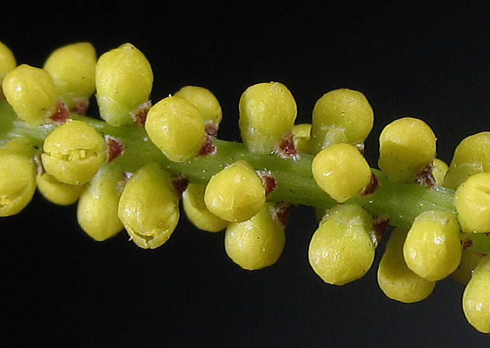 Detailed Picture 4 of Acacia longifolia