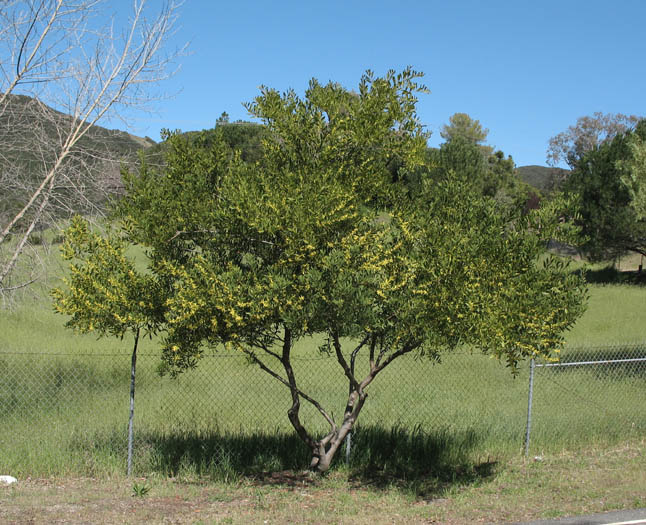 Detailed Picture 6 of Acacia longifolia