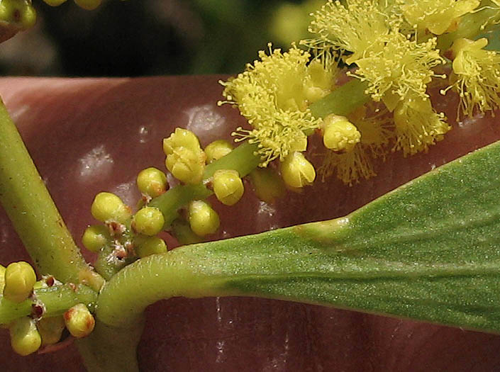 Detailed Picture 3 of Acacia longifolia