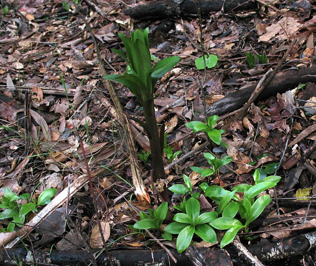 Detailed Picture 9 of Lilium humboldtii ssp. ocellatum