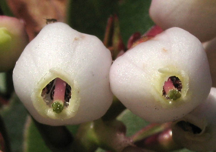 Detailed Picture 3 of Arctostaphylos glauca