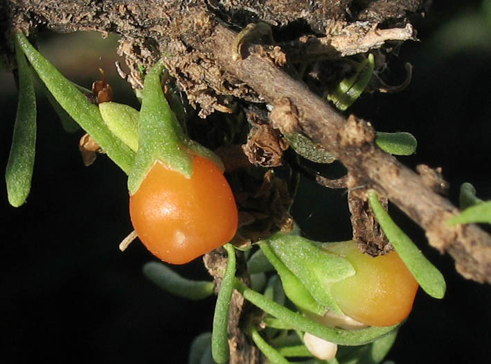 Detailed Picture 8 of Lycium californicum