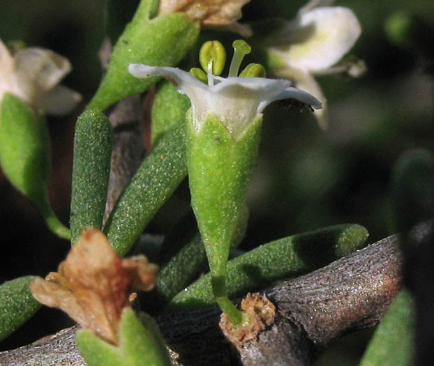 Detailed Picture 3 of Lycium californicum