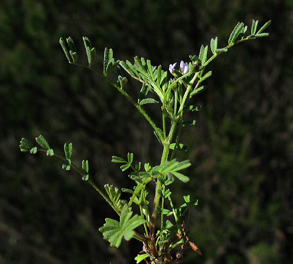 Detailed Picture 3 of Astragalus gambelianus