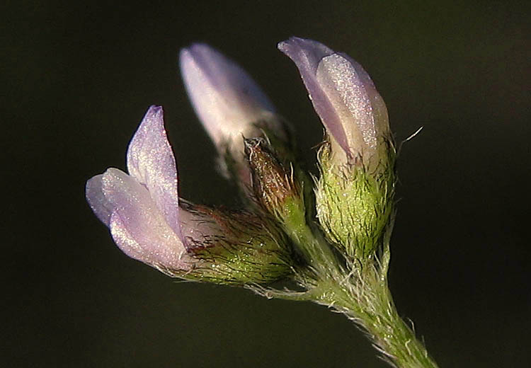 Detailed Picture 1 of Astragalus gambelianus