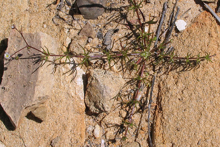 Detailed Picture 4 of Spergula arvensis