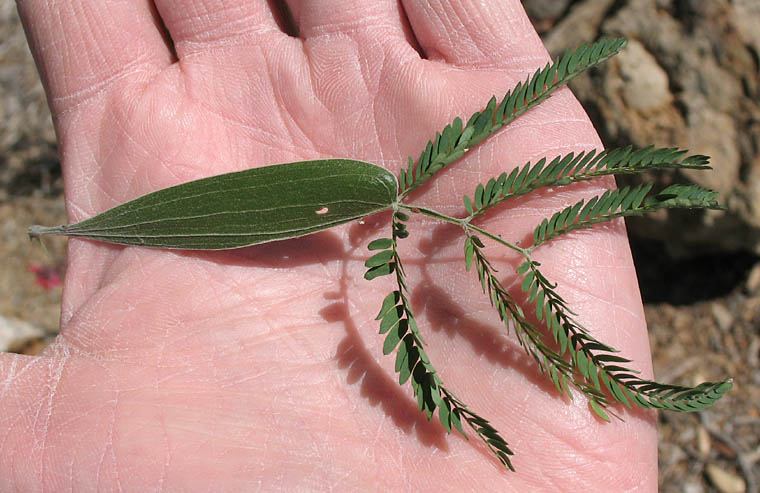 Detailed Picture 4 of Acacia melanoxylon