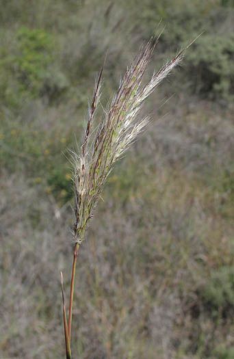 Detailed Picture 2 of Bothriochloa barbinodis