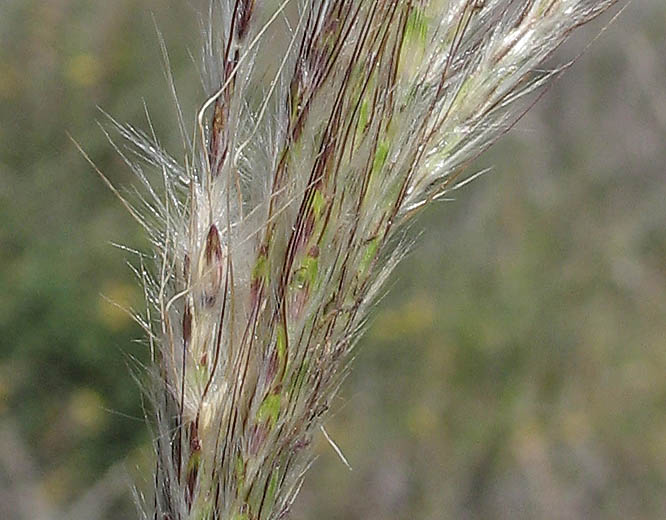 Detailed Picture 3 of Bothriochloa barbinodis