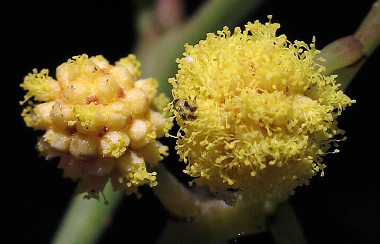 Detailed Picture 1 of Acacia retinodes