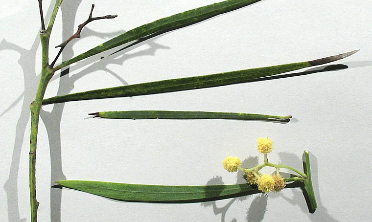 Detailed Picture 4 of Acacia retinodes