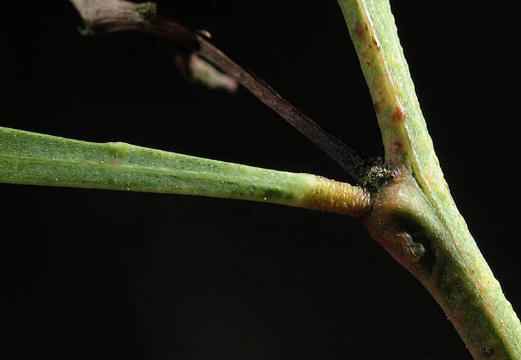 Detailed Picture 5 of Acacia retinodes