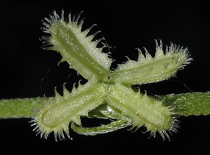 Detailed Picture 6 of Pectocarya linearis ssp. ferocula