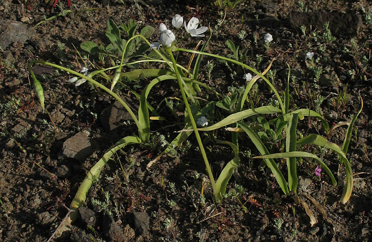Detailed Picture 4 of Allium neapolitanum