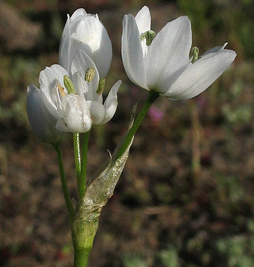 Detailed Picture 3 of Allium neapolitanum