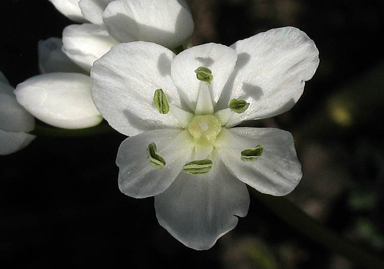 Detailed Picture 1 of Allium neapolitanum