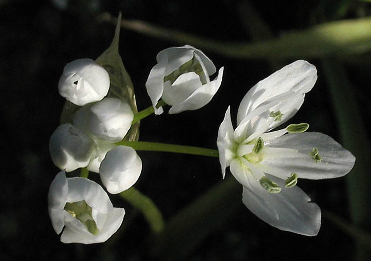 Detailed Picture 2 of Allium neapolitanum