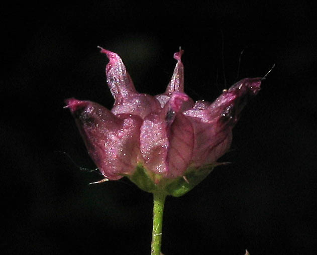 Detailed Picture 3 of Trifolium depauperatum var. truncatum