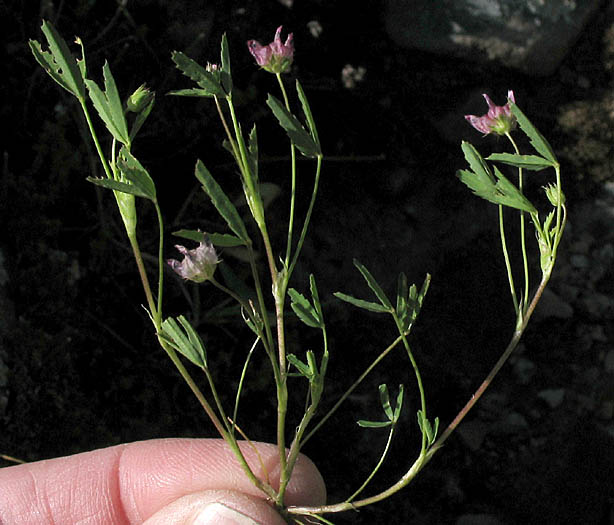 Detailed Picture 5 of Trifolium depauperatum var. truncatum