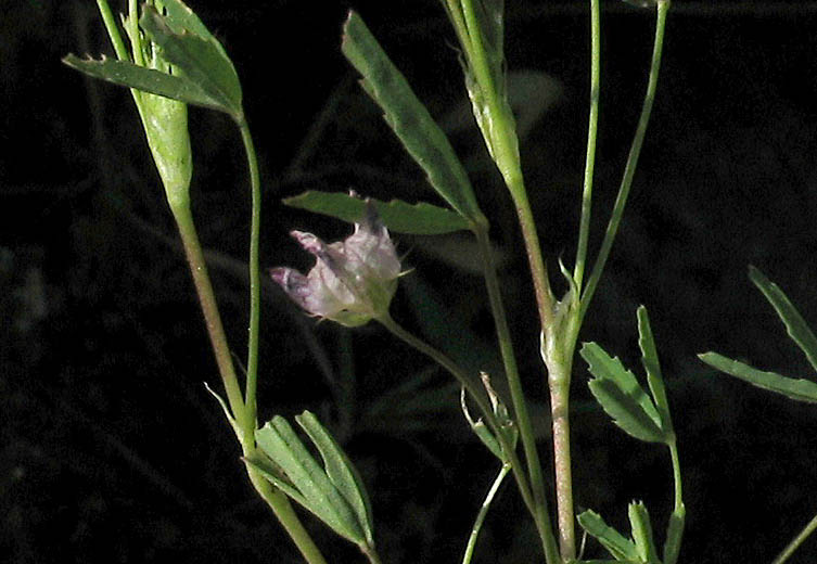 Detailed Picture 4 of Trifolium depauperatum var. truncatum