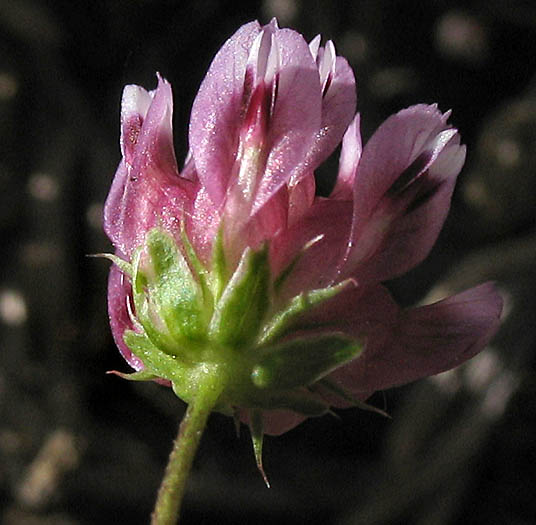 Detailed Picture 2 of Trifolium depauperatum var. truncatum