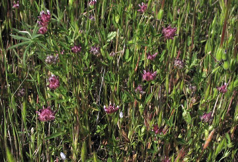 Detailed Picture 6 of Trifolium depauperatum var. truncatum