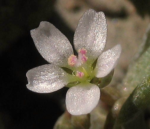 Detailed Picture 2 of Claytonia exigua ssp. exigua