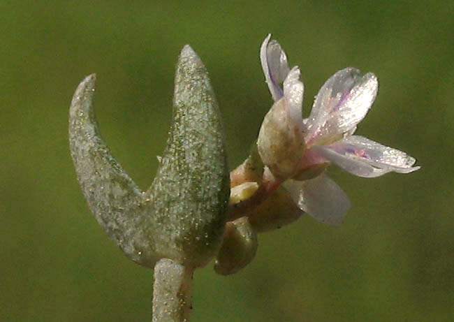 Detailed Picture 3 of Claytonia exigua ssp. exigua