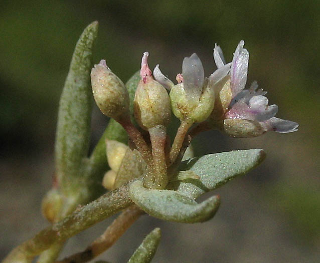 Detailed Picture 4 of Claytonia exigua ssp. exigua